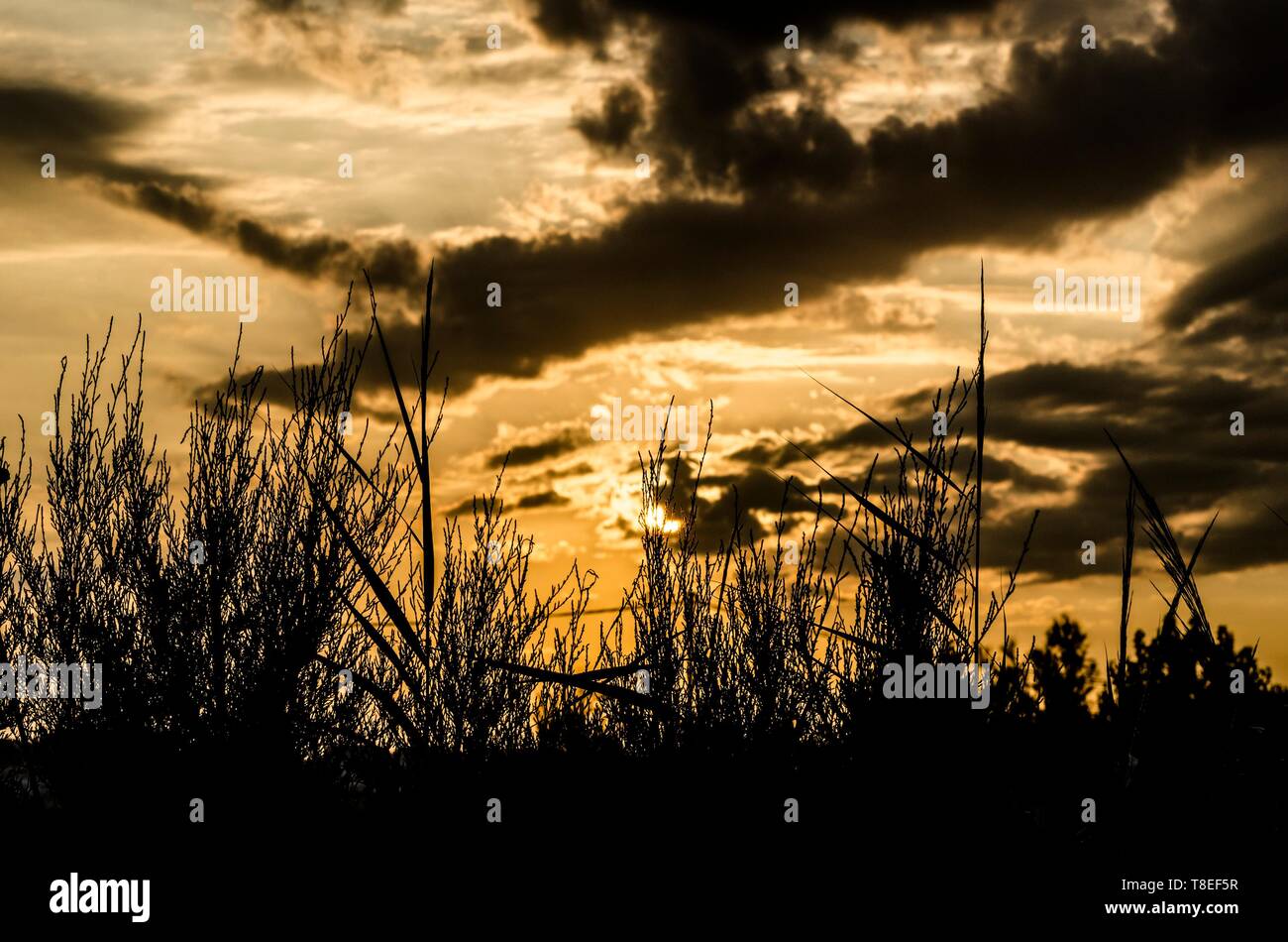 Silhouette of Dried Plants