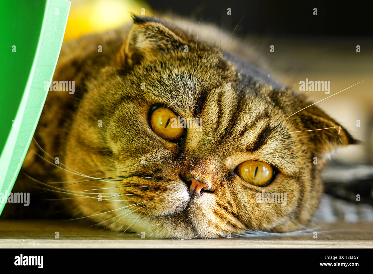 brown stripped scottish fold cat against a blurred background Stock Photo