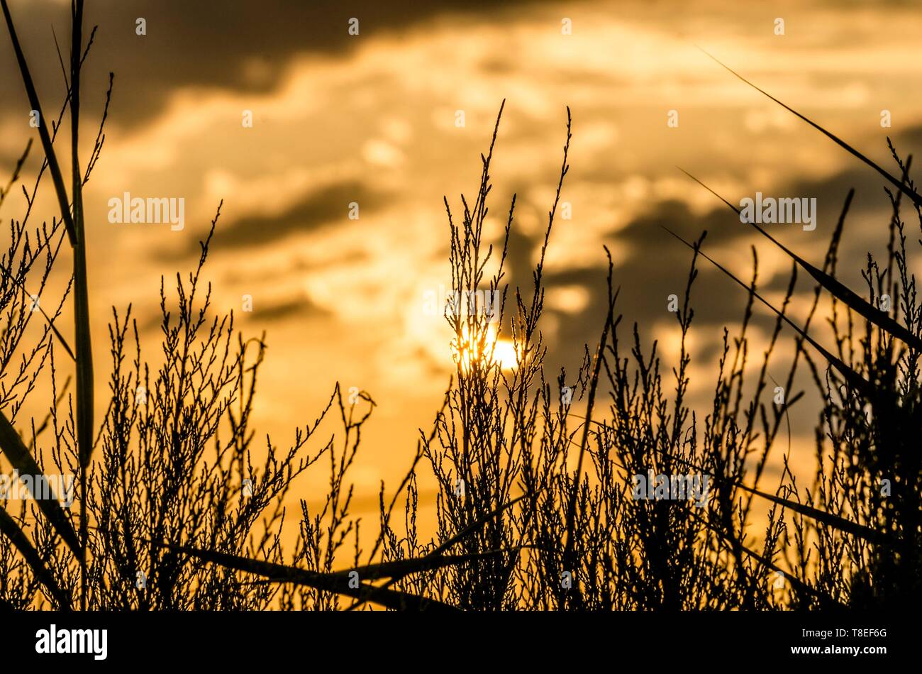 Background of sunset landscape with silhouettes of plants in the foreground Stock Photo