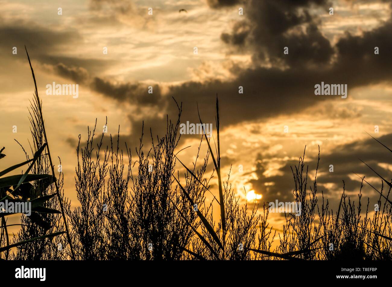Background of sunset landscape with silhouettes of plants in the foreground Stock Photo