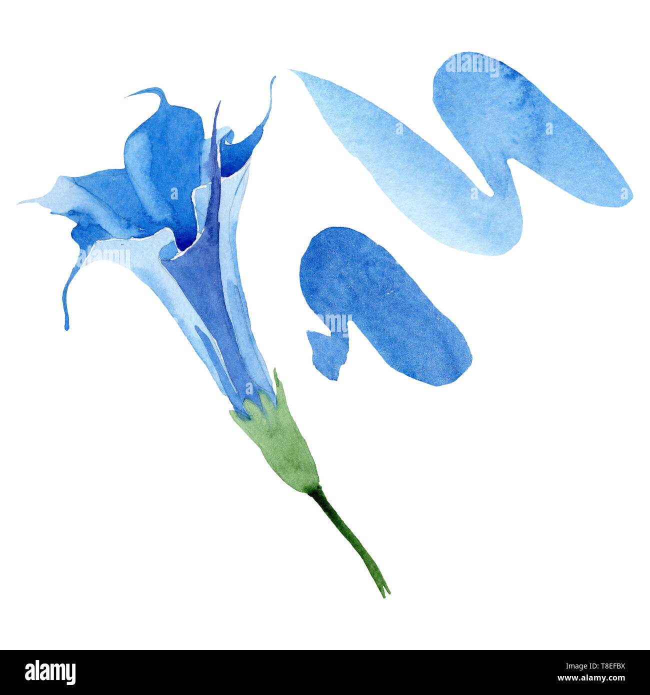 Blue brugmansia floral botanical flowers. Watercolor background set