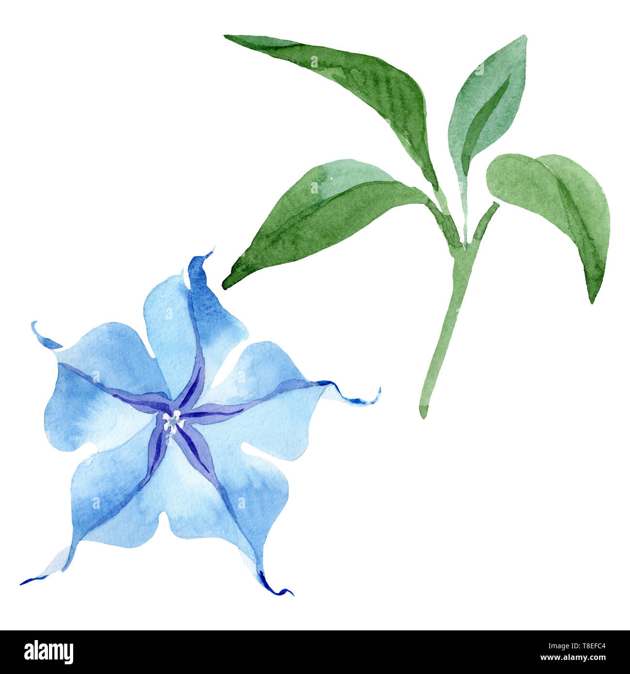 Blue brugmansia floral botanical flowers. Watercolor background set