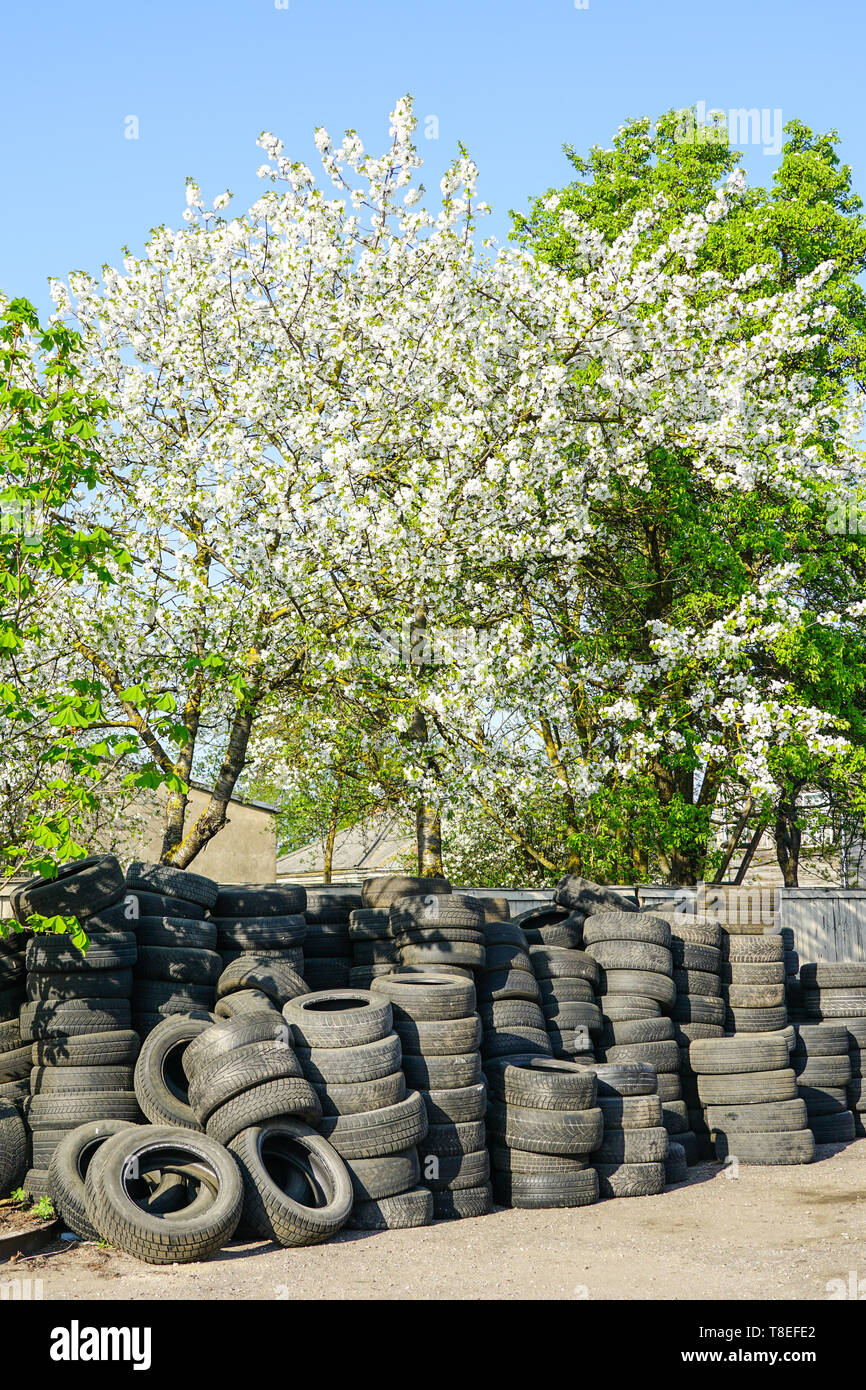 large stack of old used rubber car tire on a flowering tree background