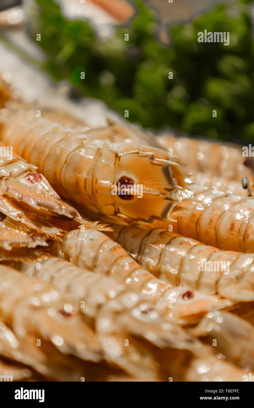Fresh Squilla mantis (Mantis shrimp) on the fish market Stock Photo