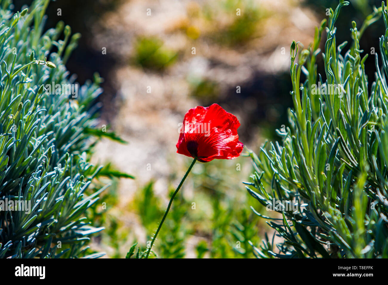 Poppy fields in south france hi-res stock photography and images - Alamy