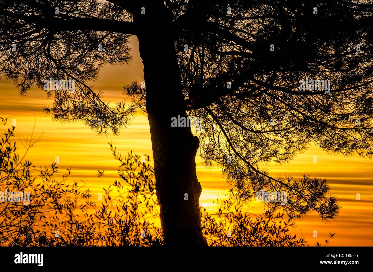 Silhouette of a big tree at sunset Stock Photo - Alamy