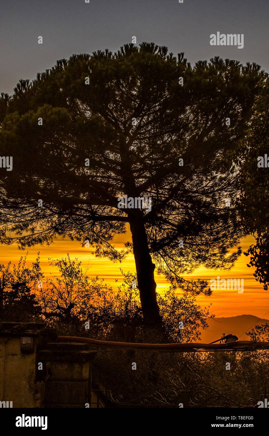 Silhouette of a big tree at sunset Stock Photo - Alamy
