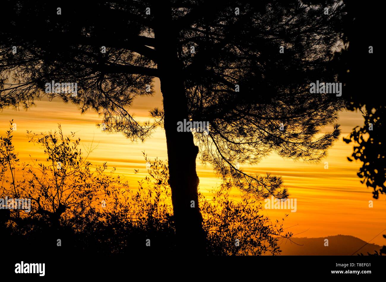 Silhouette of a big tree at sunset Stock Photo - Alamy