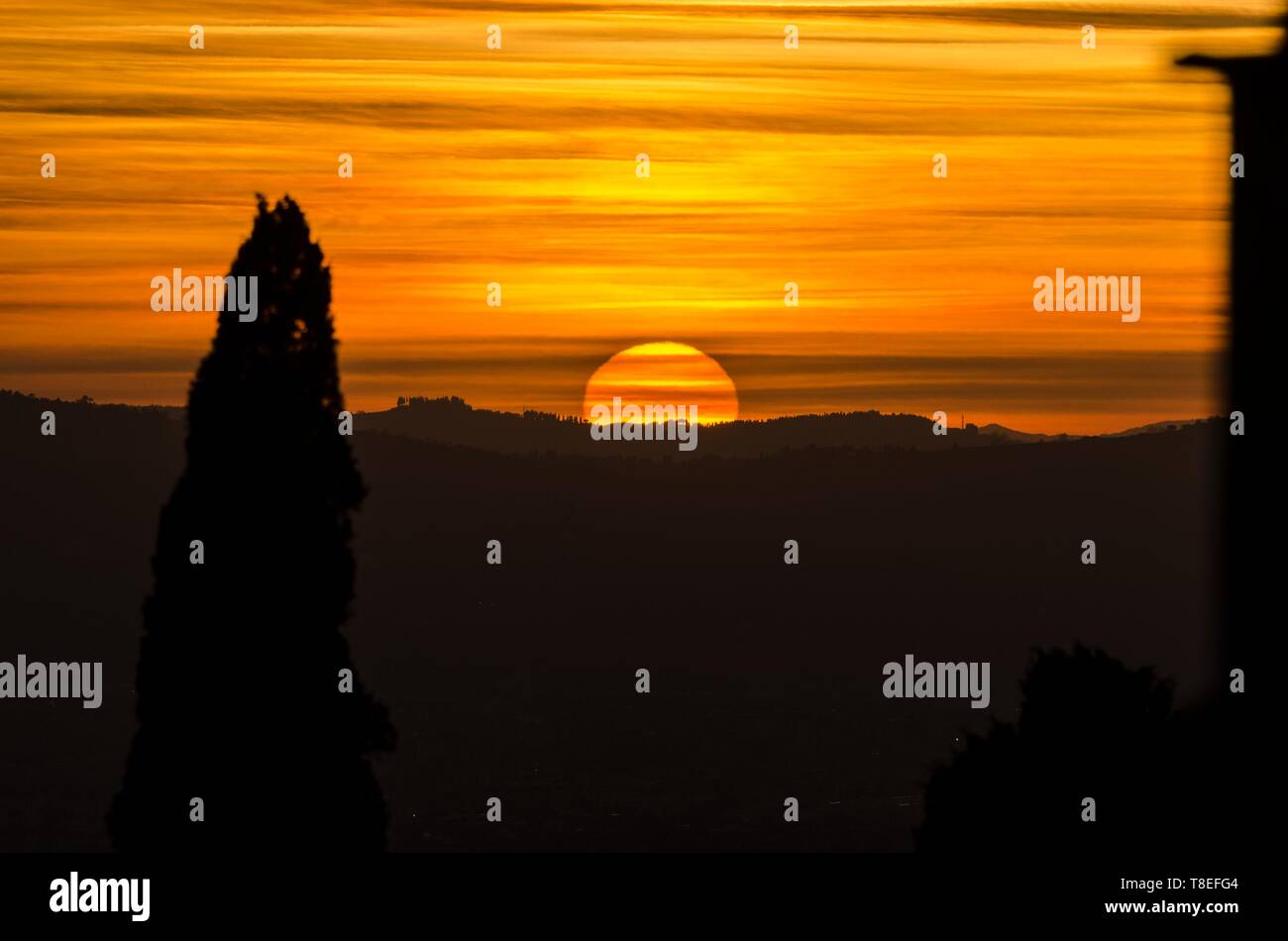 Silhouette of a big tree at sunset Stock Photo - Alamy