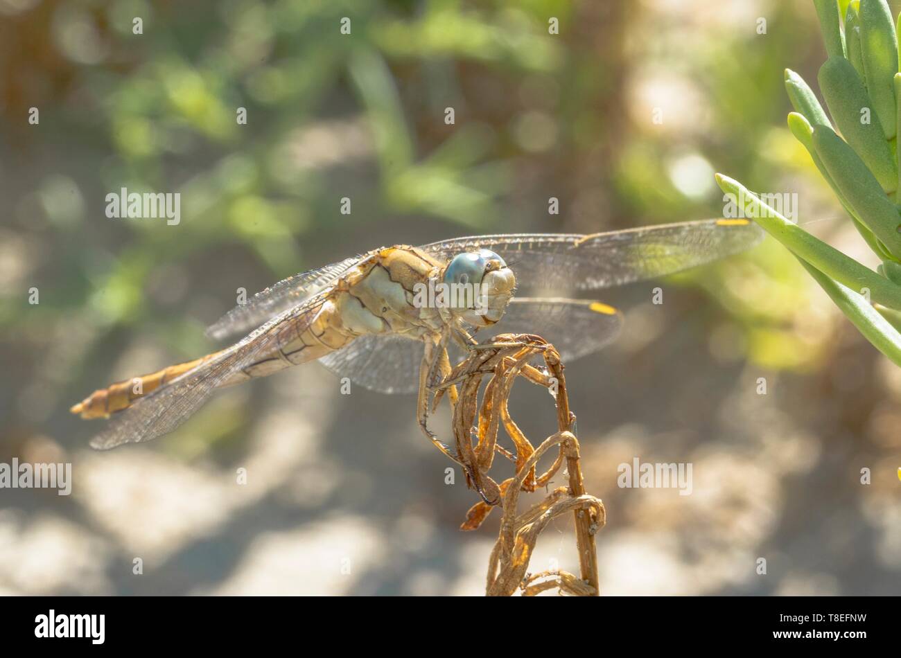 Specimen of yellow dragonfly in the foreground above a plant Stock ...