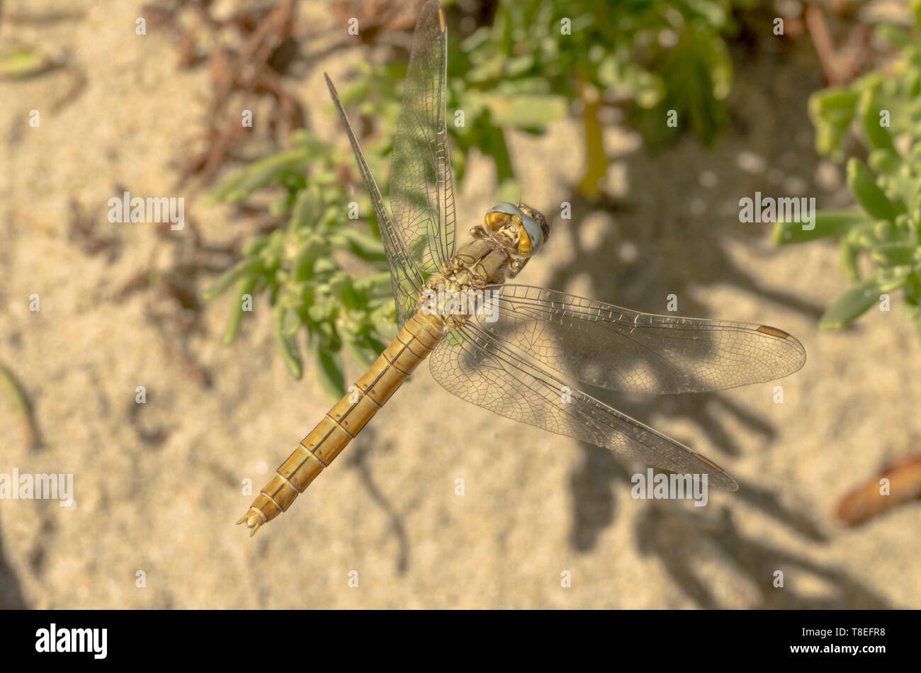 Specimen of yellow dragonfly in the foreground above a plant Stock ...
