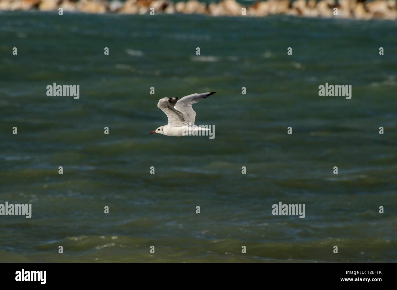 Beautiful seagull flying over the sea Stock Photo