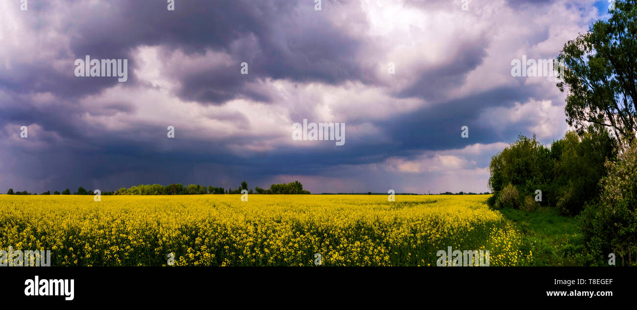 Spring field planted rapeseed hi-res stock photography and images - Alamy