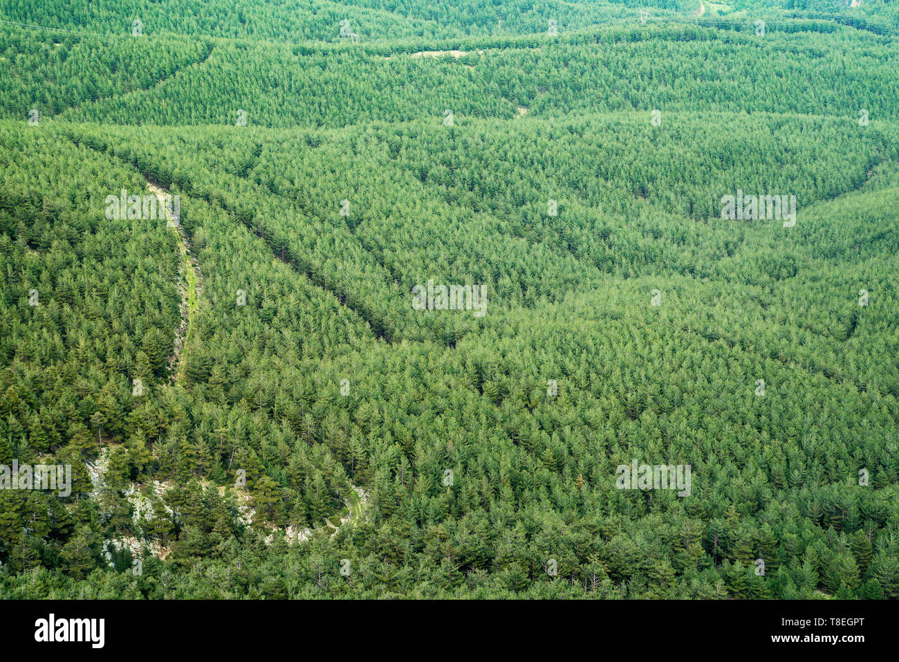 Green forest aerial view. Green clean fir-tree forest from above. Stock Photo