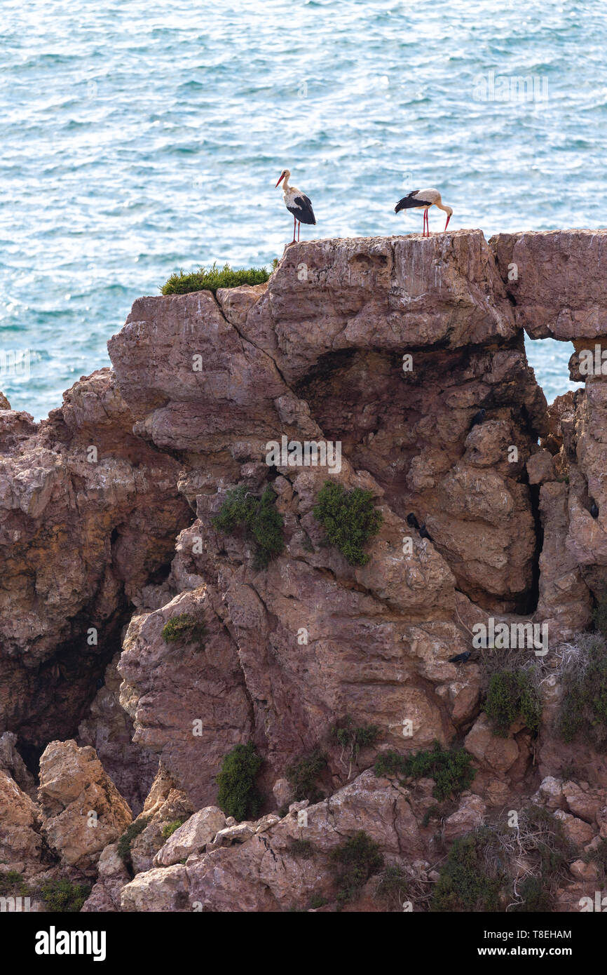 Two White Storks (Ciconia ciconia) sitting on a rock in the sea in the Costa Vicentina natural park at the Atlantic Ocean at the Algarve, Portugal. Stock Photo