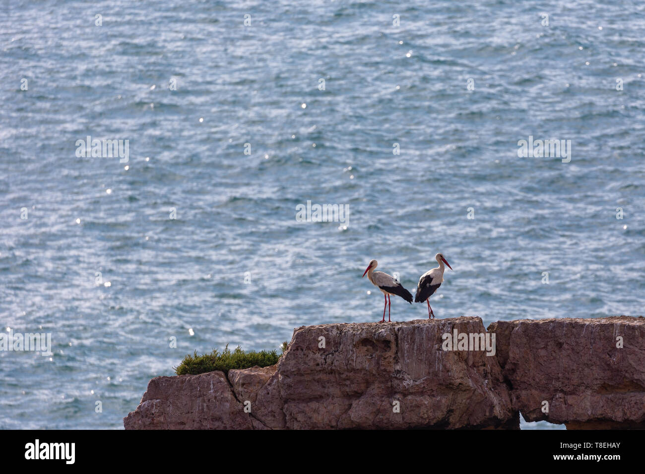 Two White Storks (Ciconia ciconia) sitting on a rock in the sea in the Costa Vicentina natural park at the Atlantic Ocean at the Algarve, Portugal. Stock Photo