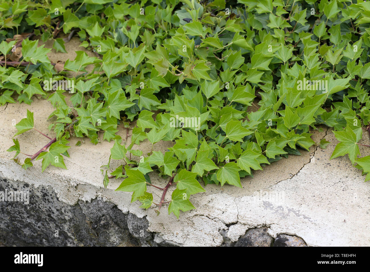 Ivy. Creeping shrubs clinging to their adventitious roots of the walls. Stock Photo