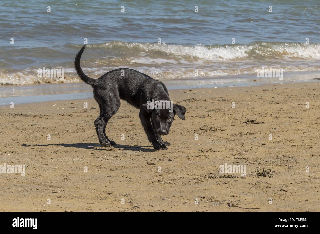 Cute little dog playing on the beach Stock Photo