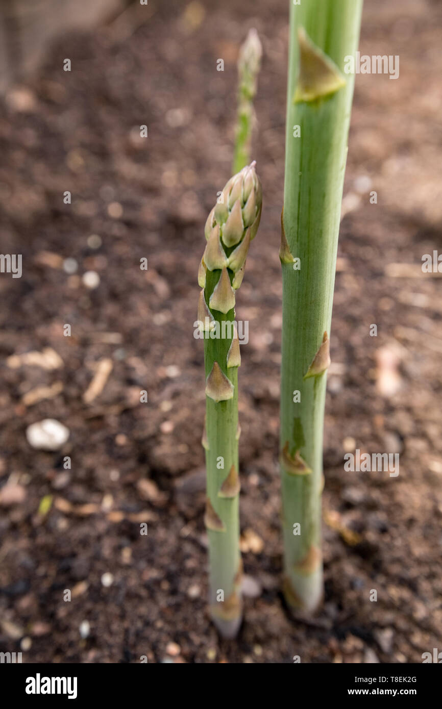 Cultivation of young asparagus plant Stock Photo Alamy