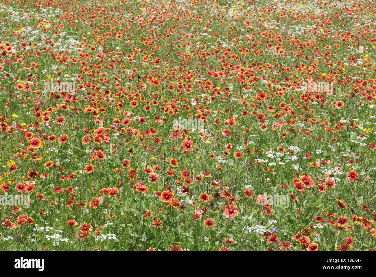 Red wildflowers hires stock photography and images Alamy