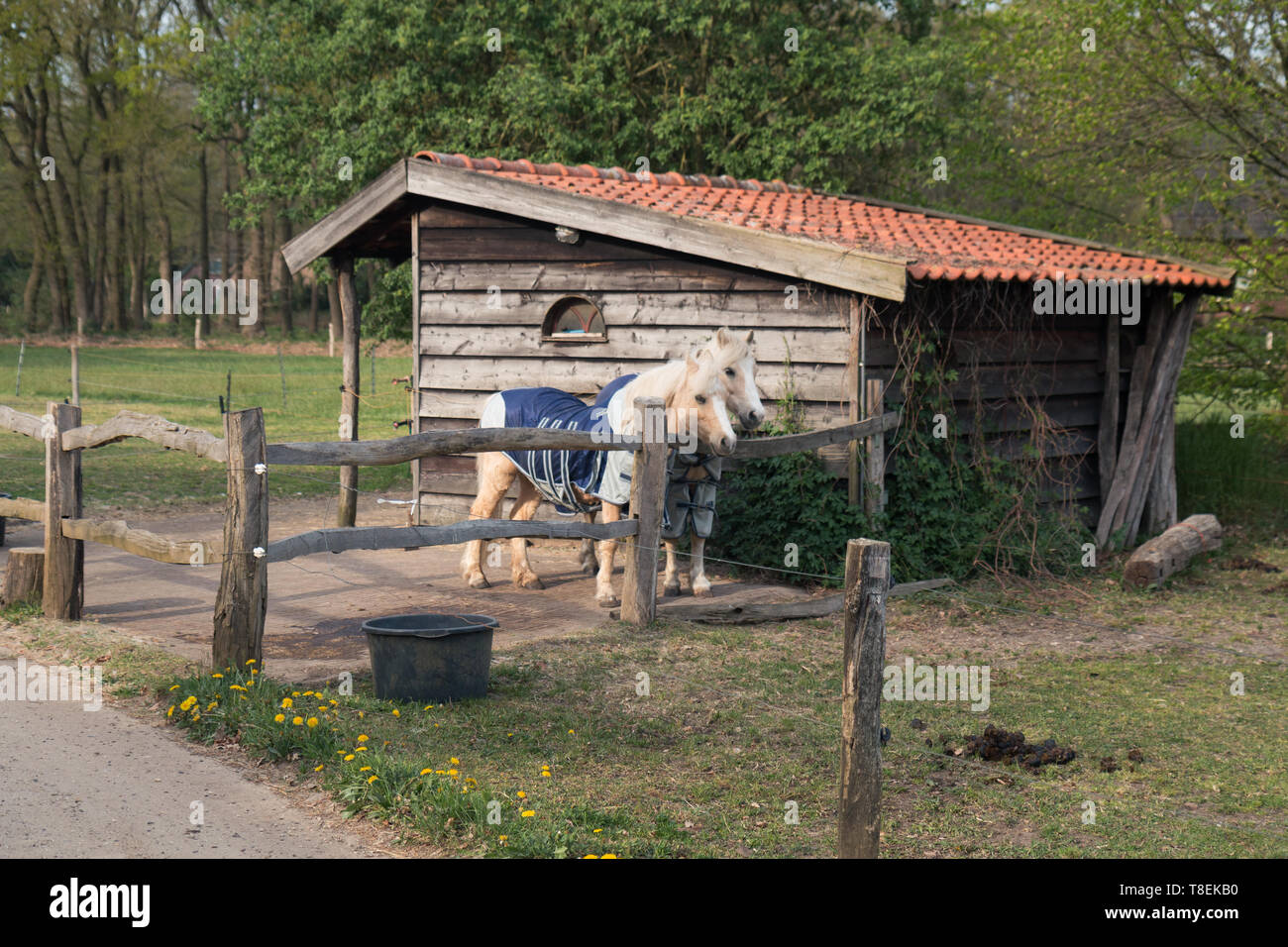 Horses and ponies, rural life, landscape. Stock Photo