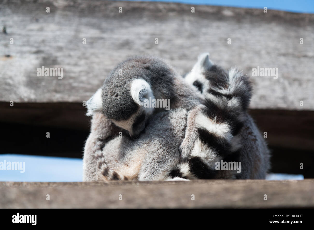 Pairi Daiza Zoo and Botanical Garden; Lemur Stock Photo