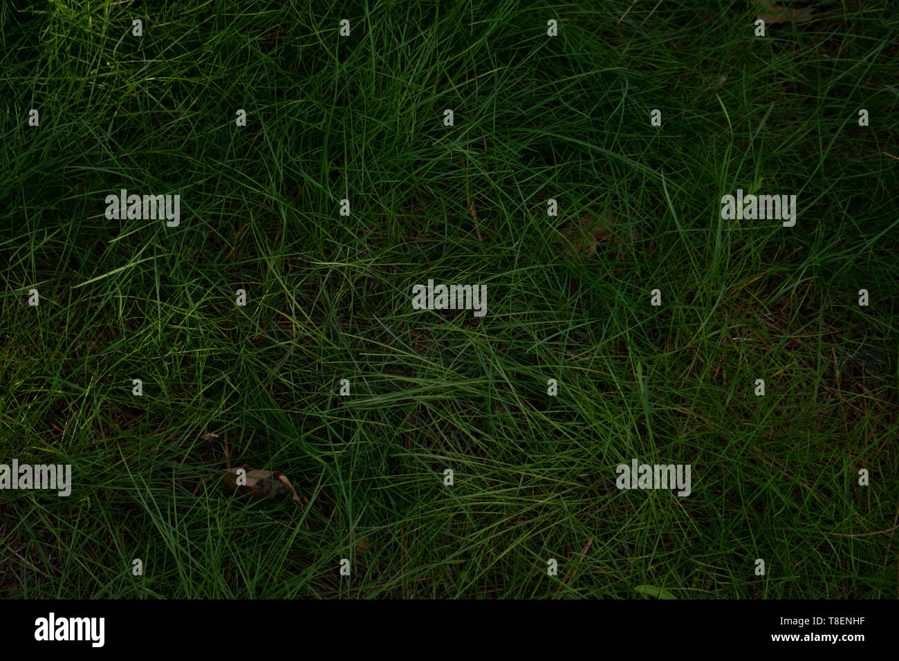 Natural grass background, long blades, crisp green, lush, great for easter backdrop Stock Photo