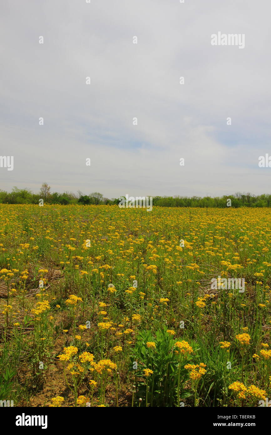 Golden ragwort hi-res stock photography and images - Alamy