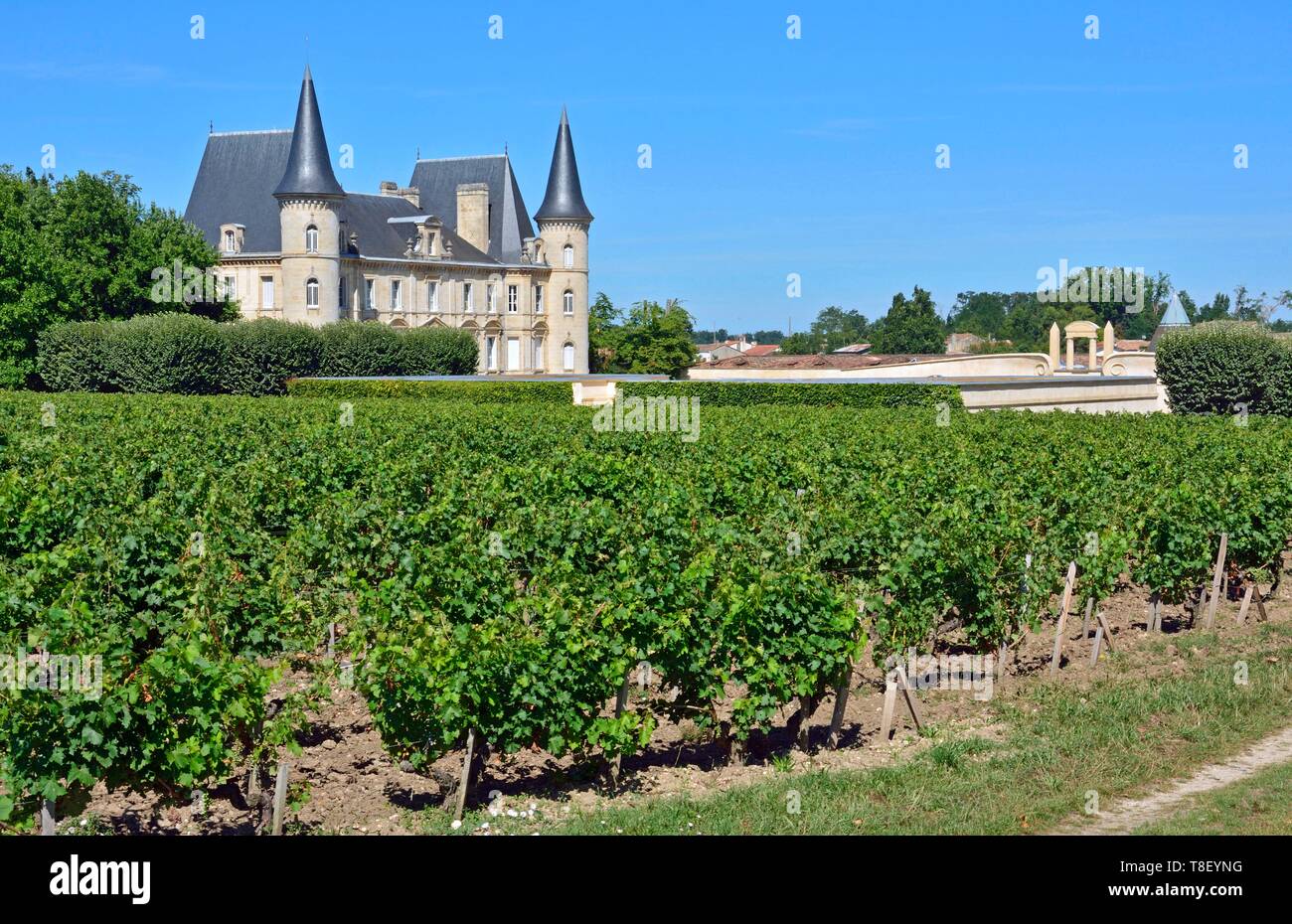 France, Gironde, Pauillac, Chateau Pichon Longueville, vineyard (AOC Pauillac) Stock Photo