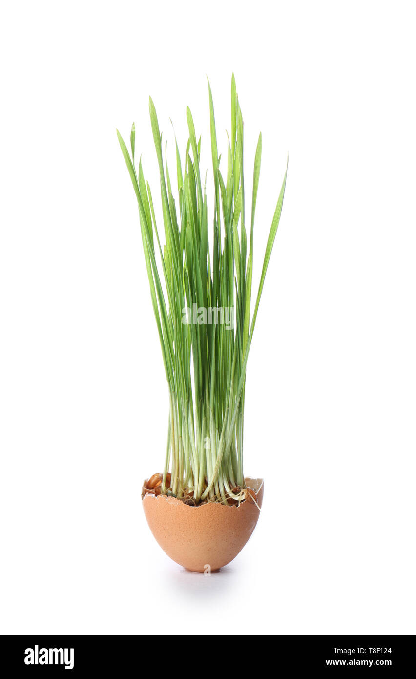 Sprouted wheat grass in egg shell on white background Stock Photo