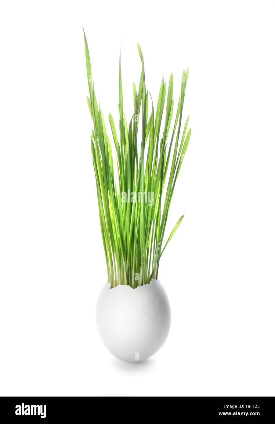 Sprouted wheat grass in egg shell on white background Stock Photo