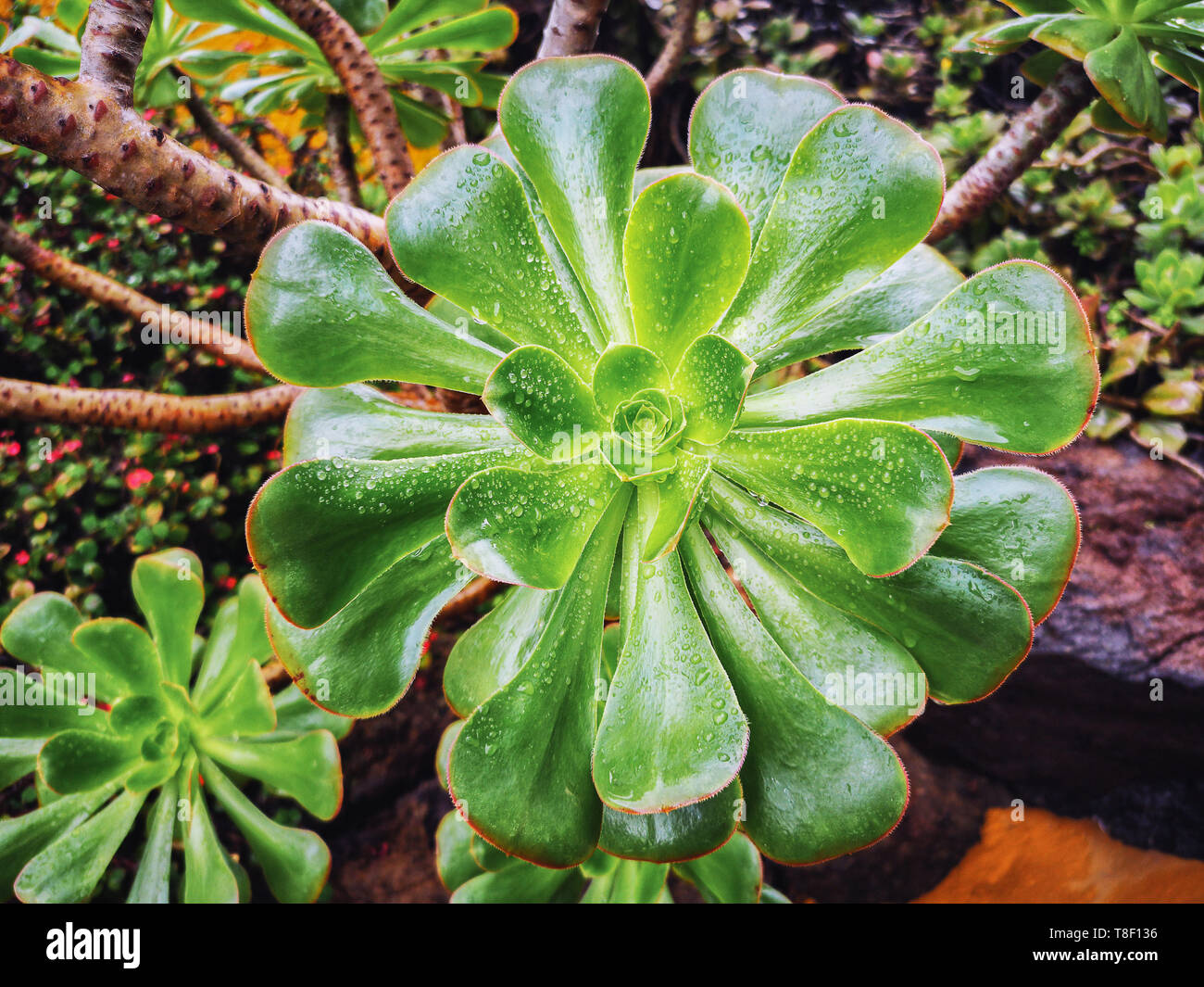 Close-up view of a wet green Aeonium Succulent with drops Stock Photo