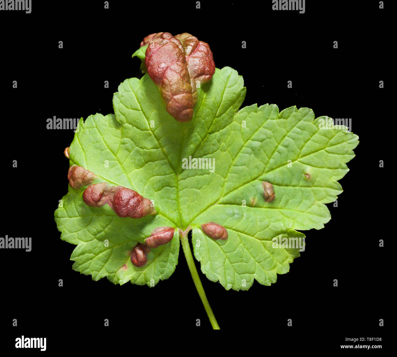 Red currant blight on a red currant leaf, caused by currant blister aphid  Stock Photo - Alamy