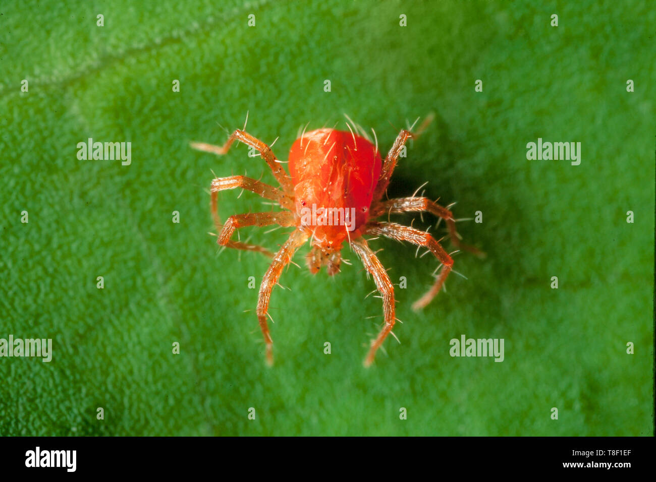 Anystis baccarum, whirligig mite, a good garden pest predator Stock Photo