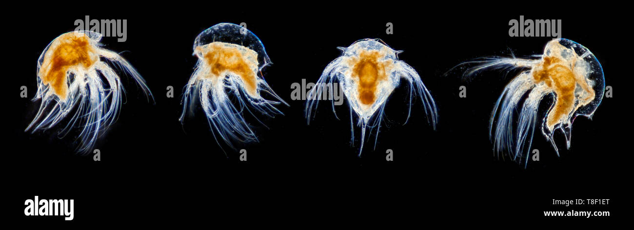 Darkfield photomicrograph, Acorn barnacle larval stages. Semibalanus balanoides. Stock Photo