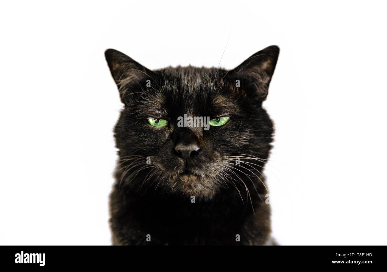 Portrait of common black cat with green eyes on white background. Horror atmospheres and halloween concept. Look panther and witch eyes. Bad luck and Stock Photo