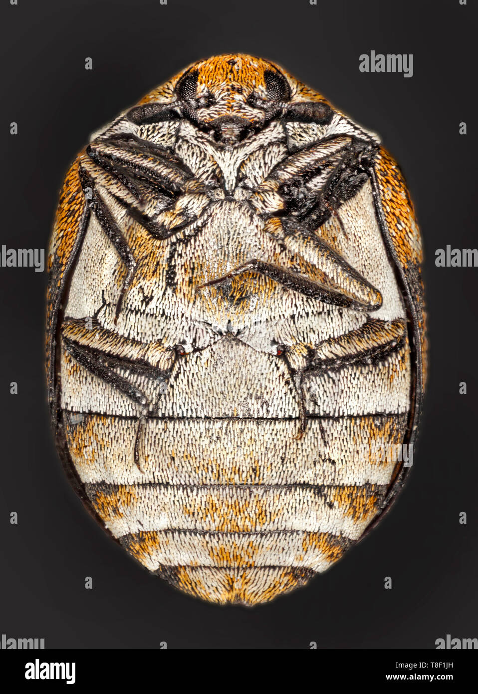 Varied carpet beetle (Anthrenus verbasci) is a 3 mmlong beetle