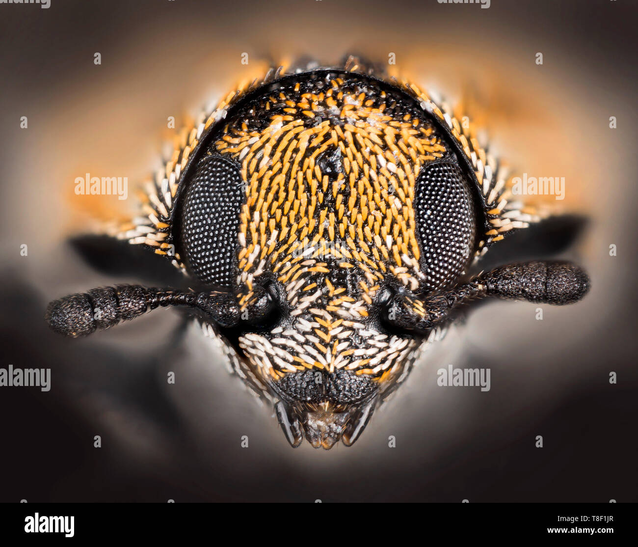 Varied carpet beetle (Anthrenus verbasci) is a 3 mm-long beetle belonging to the family Dermestidae, close-up head shot. Stock Photo