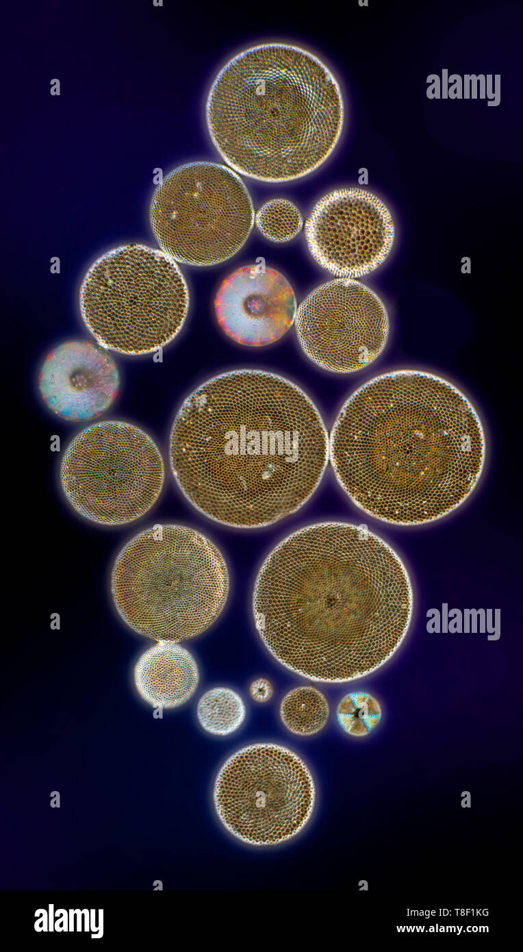 Diatom varieties, darkfield photomicrograph Stock Photo