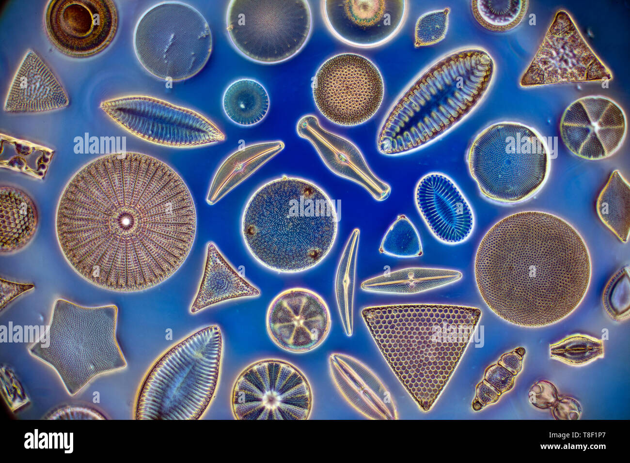 Diatom varieties, darkfield photomicrograph Stock Photo