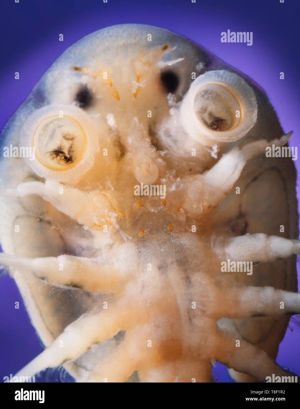 Argulus foliaceus, fish parasite, common fish louse, ventral view showing suckers Stock Photo