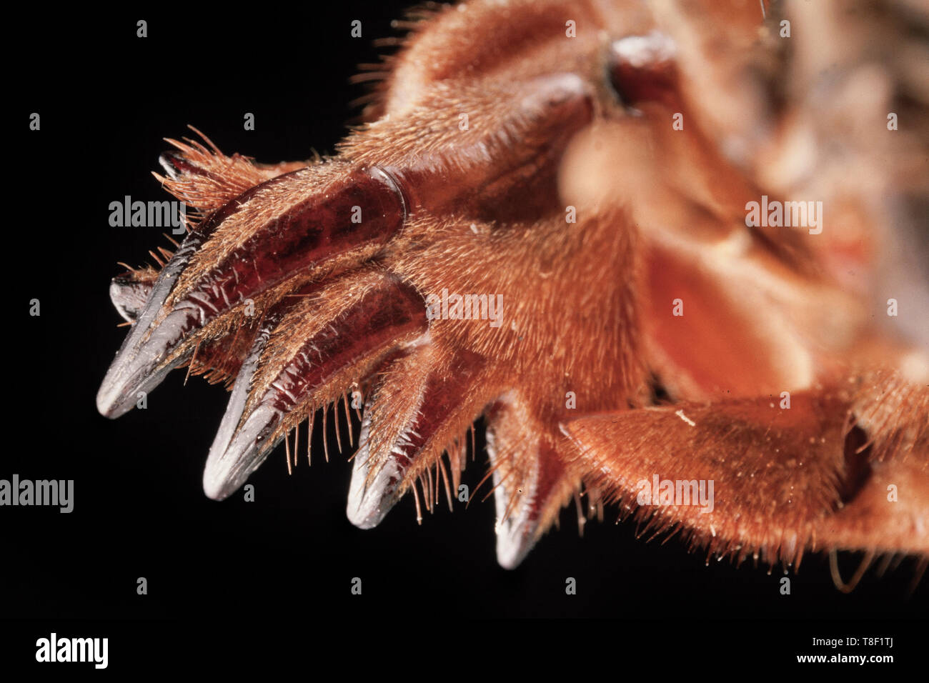 Front claw of mole cricket, Gryllotalpa brachyptera Stock Photo