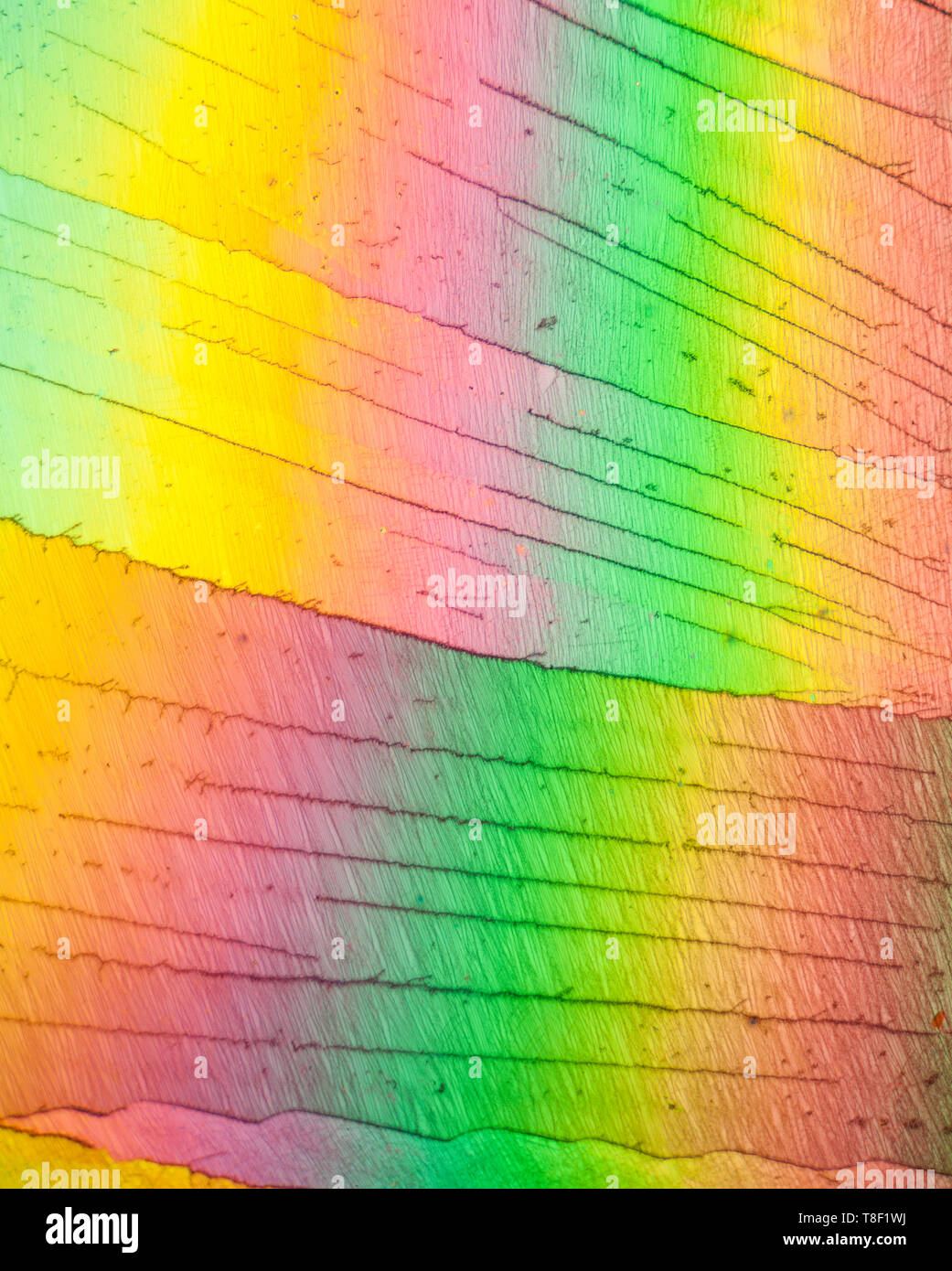 Rainbow colours. microslide, polarized lighting Stock Photo