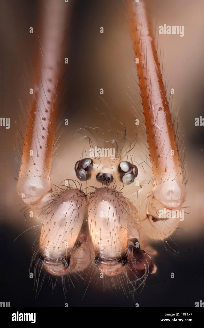 Cellar spider, Pholcus phalangioides, highly magnified portrait showing palps, mandibles, eyes Stock Photo