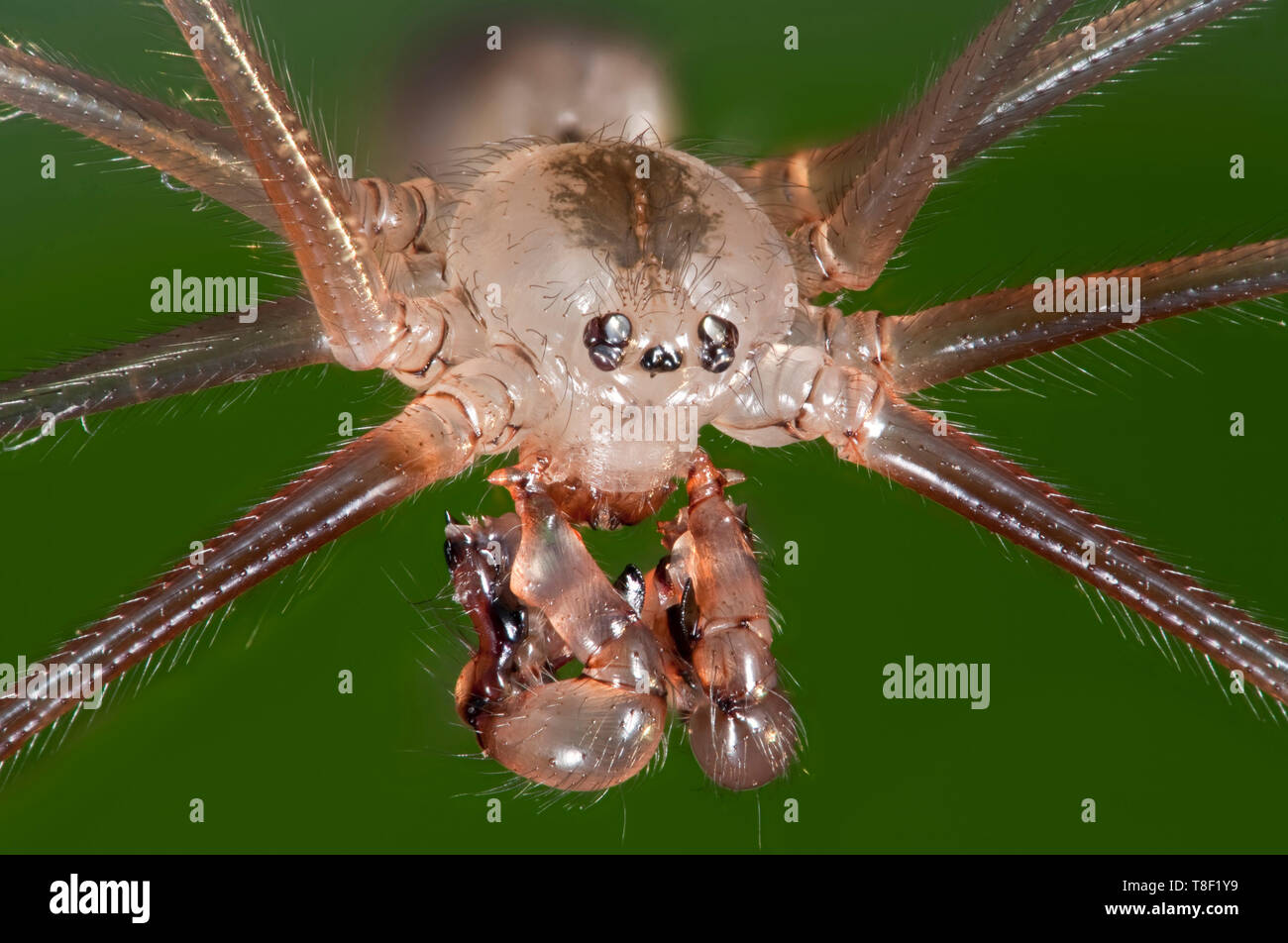 Cellar spider, Pholcus phalangioides, highly magnified portrait showing palps, mandibles, eyes Stock Photo