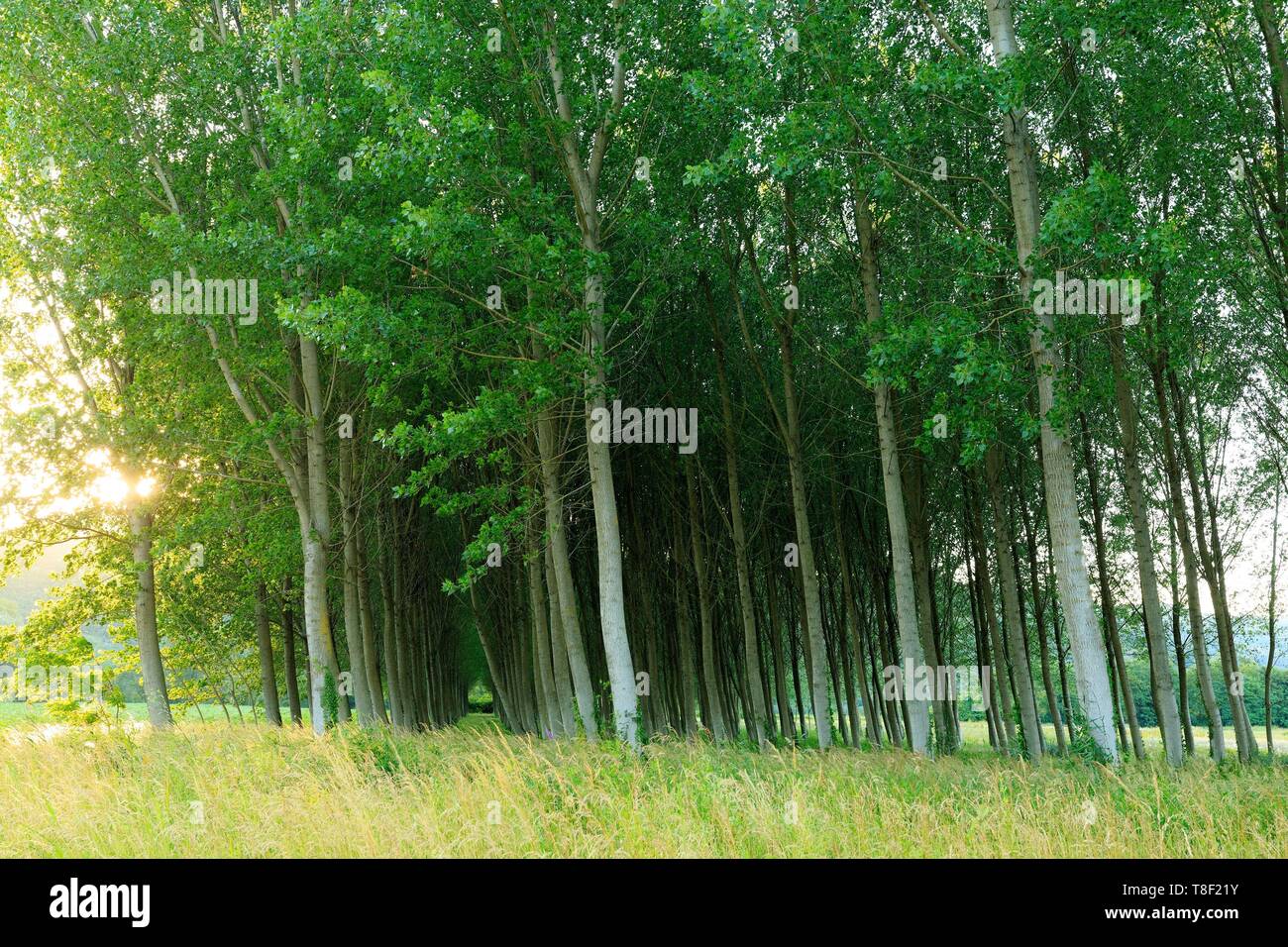 France, Ardeche, La Voulte sur Rhone, Printegarde island, classified in ZNIEFF, poplar Stock Photo