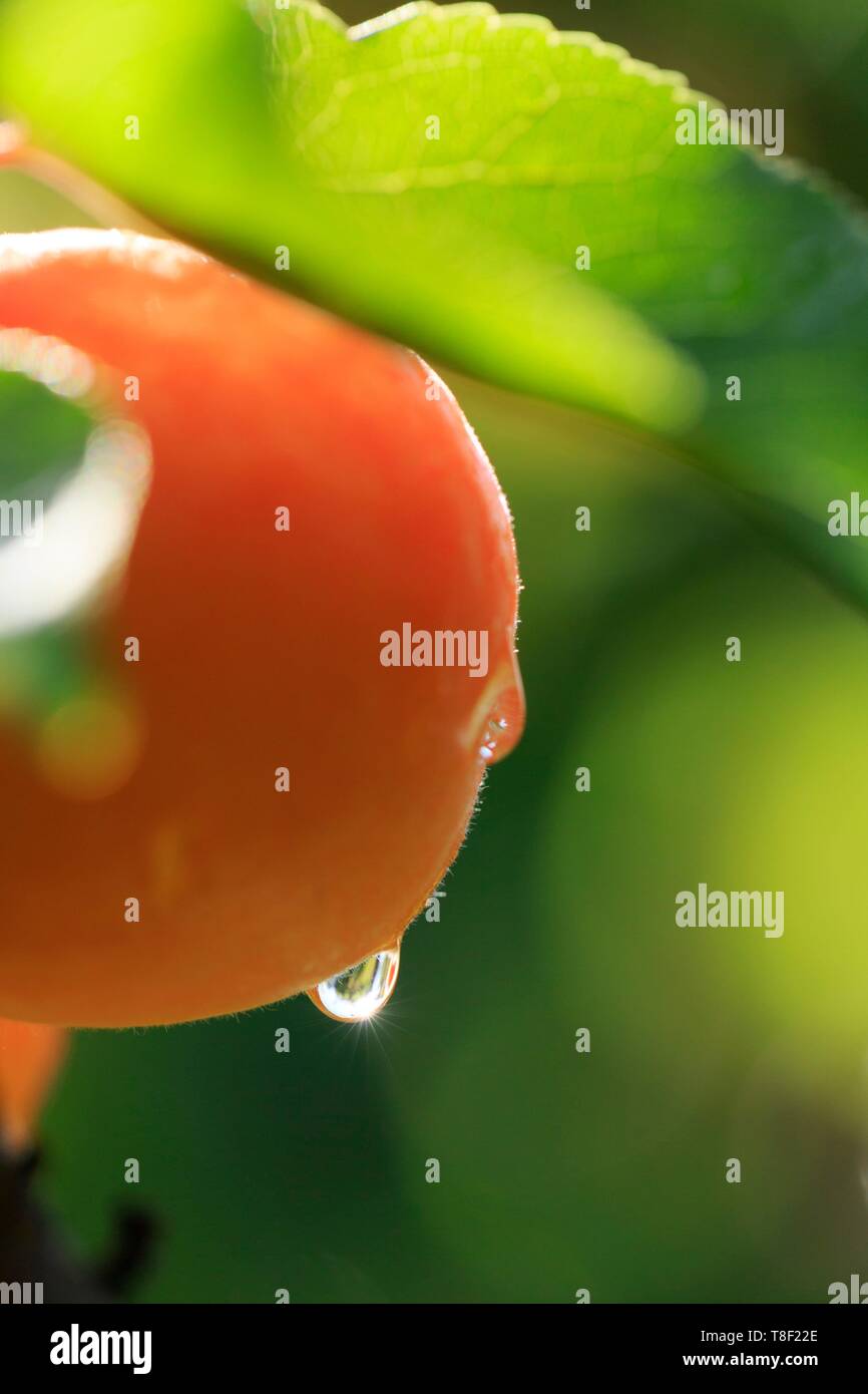 Watering fruit trees hires stock photography and images Alamy