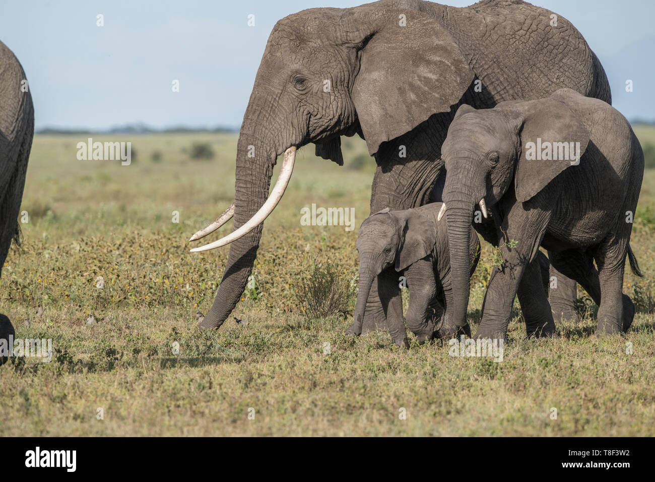 Baby elephant walking with adults, Tanzania Stock Photo
