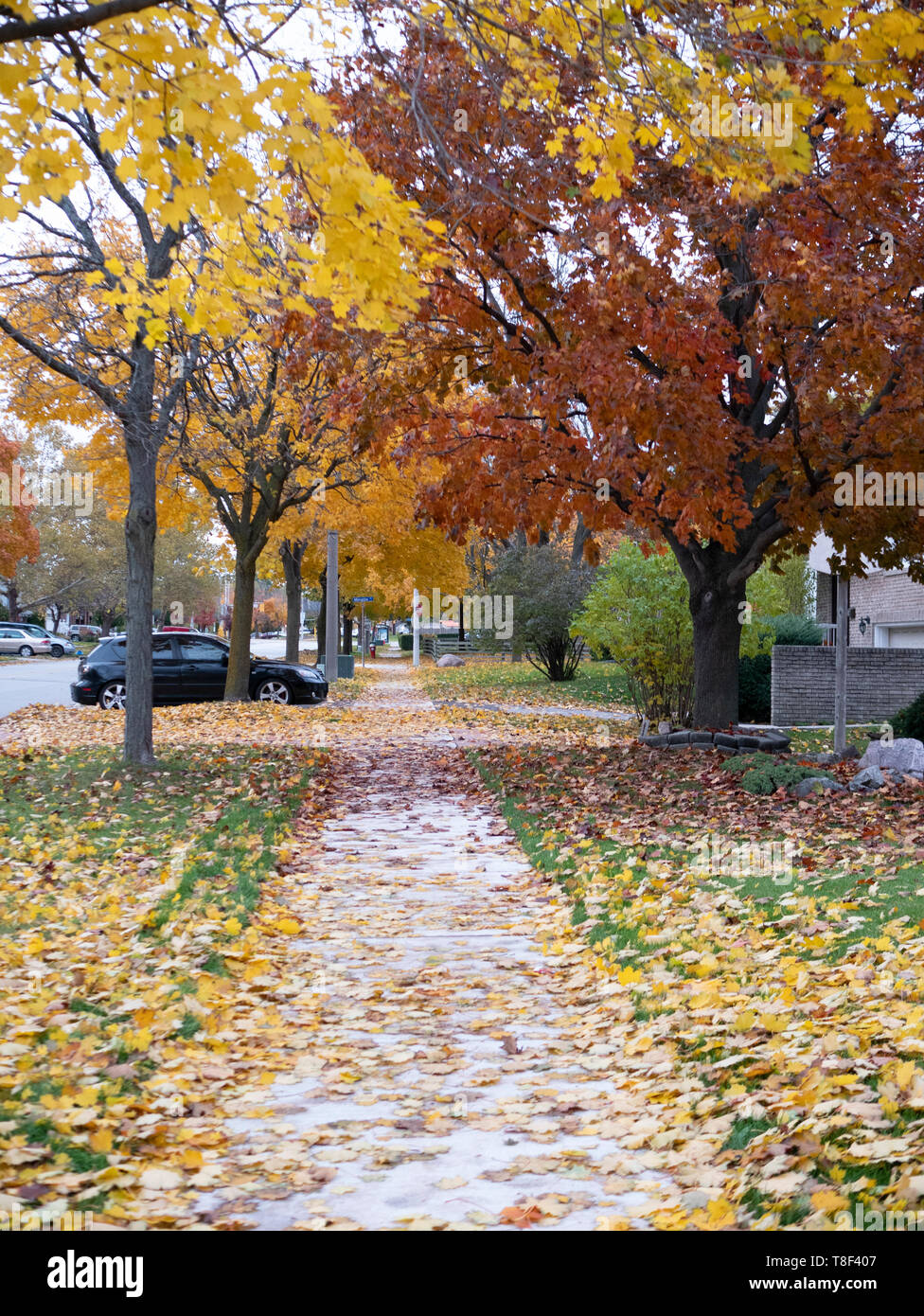 Street scenes during Autumn colors in a suburban city in Canada Stock ...