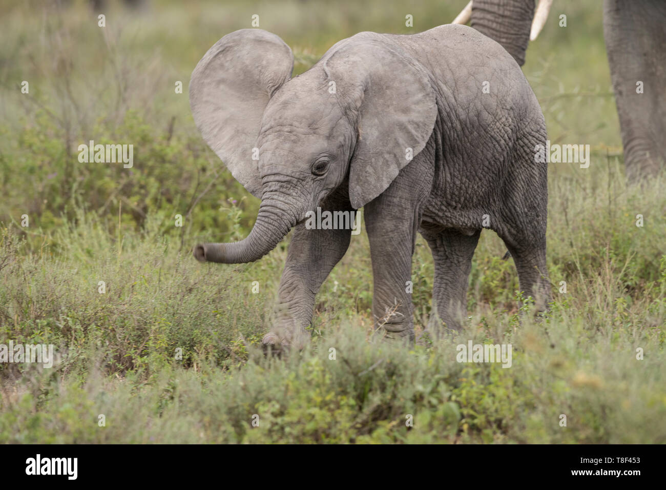 Elephant calf walking, Tanzania Stock Photo